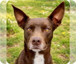 Small #32 Australian Kelpie Mix