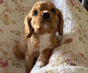 Cavalier King Charles Spaniel Puppy for sale in SAINTE GENEVIEVE, MO, USA