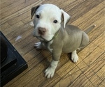 Puppy 4 American Pit Bull Terrier