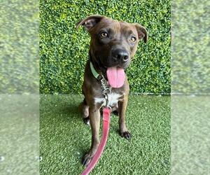 Labrador Retriever-Unknown Mix Dogs for adoption in Naples, FL, USA