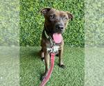 Small Labrador Retriever Mix