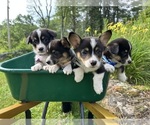 Image preview for Ad Listing. Nickname: Litter of 5
