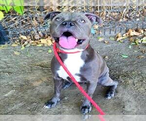 American Pit Bull Terrier Dogs for adoption in Long Beach, CA, USA