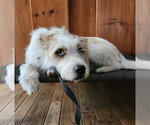 Small #2 Australian Shepherd