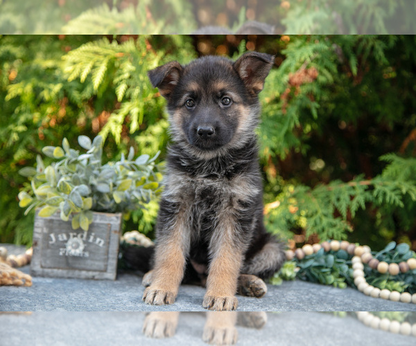 Medium Photo #3 German Shepherd Dog Puppy For Sale in BREMEN, IN, USA