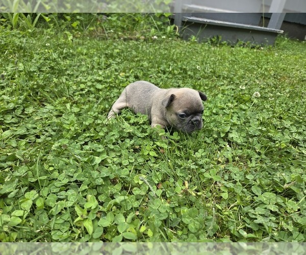 Medium Photo #14 French Bulldog Puppy For Sale in MAPLETON, ME, USA