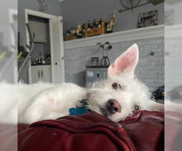 Medium Photo #4 Chihuahua-Unknown Mix Puppy For Sale in Plainfield, IL, USA