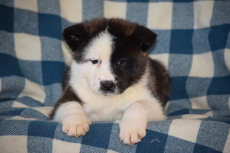 Akita Puppy for sale in FREDERICKSBURG, OH, USA