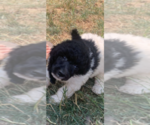 Small Photo #11 Poodle (Standard) Puppy For Sale in VENETA, OR, USA