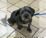 Small #1 Mutt