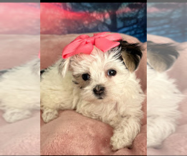 Medium Photo #1 Mal-Shi Puppy For Sale in FARMINGTON, MN, USA