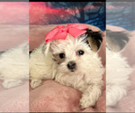 Puppy Hadley Mal-Shi