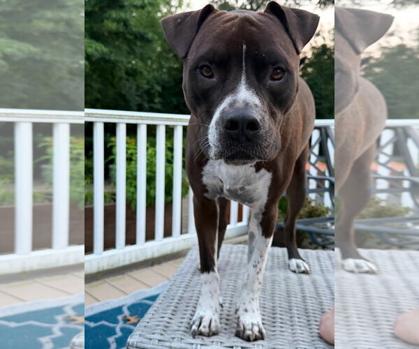 Medium Photo #6 Bullboxer Pit Puppy For Sale in Oakhurst, NJ, USA