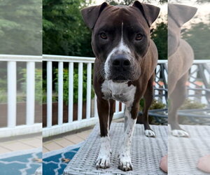Spade - Male Bullboxer Pit Dog for Adoption - Photo #6