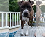 Small #5 Bullboxer Pit