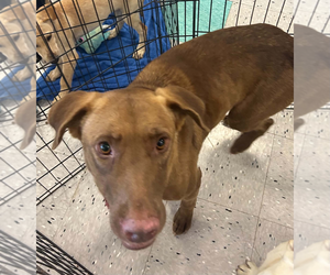 Labrador Retriever-Unknown Mix Dogs for adoption in Palatine/Kildeer/Buffalo grove, IL, USA