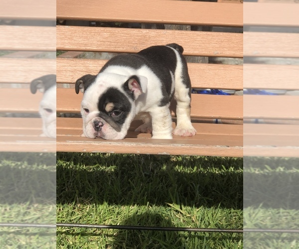 Medium Photo #3 Bulldog Puppy For Sale in HAYWARD, CA, USA