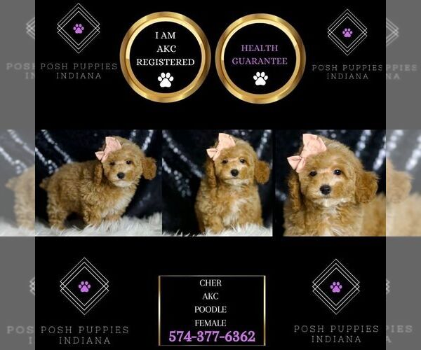 Medium Photo #2 Poodle (Miniature) Puppy For Sale in WARSAW, IN, USA