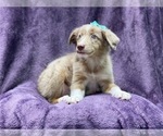 Small #3 Australian Shepherd