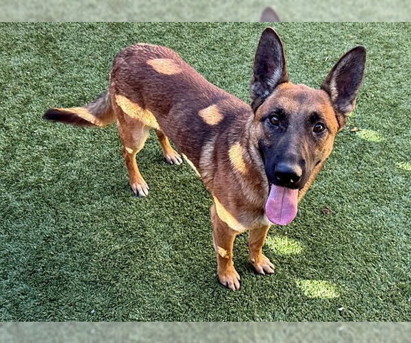 Medium Photo #2 Mutt Puppy For Sale in Moreno Valley, CA, USA