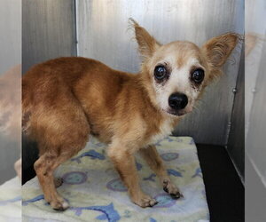 Chihuahua-Unknown Mix Dogs for adoption in San Antonio, TX, USA