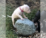Small Photo #4 Dogo Argentino Puppy For Sale in CHULA VISTA, CA, USA