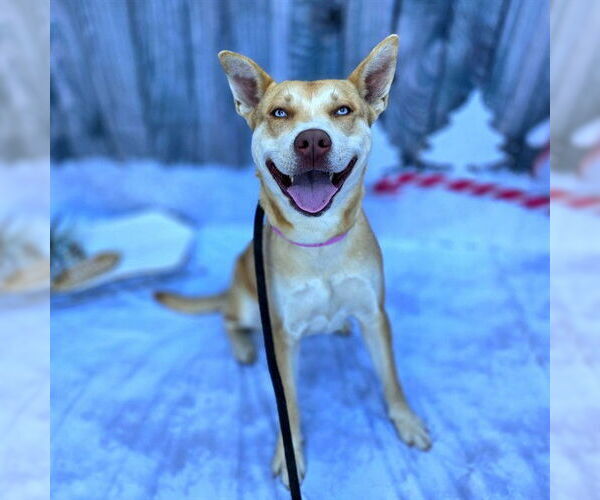 Medium Photo #1 Gerberian Shepsky Puppy For Sale in Long Beach, CA, USA