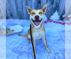 Gerberian Shepsky Dogs for adoption in Long Beach, CA, USA