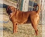 Small Photo #7 Bloodhound-Unknown Mix Puppy For Sale in Aurora, IN, USA