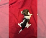Small #1 Dachshund