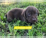 Small Photo #94 Labrador Retriever Puppy For Sale in EDGEWOOD, TX, USA