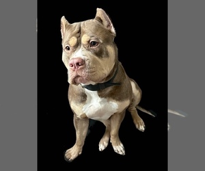 Father of the American Bully puppies born on 06/09/2023