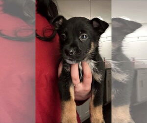 Mutt Dogs for adoption in Dallas, TX, USA