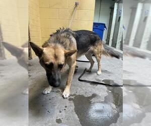 German Shepherd Dog Dogs for adoption in Stockton, CA, USA