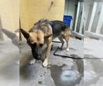 Small German Shepherd Dog