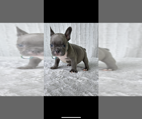 Medium Photo #1 French Bulldog Puppy For Sale in BROADWAY, NC, USA