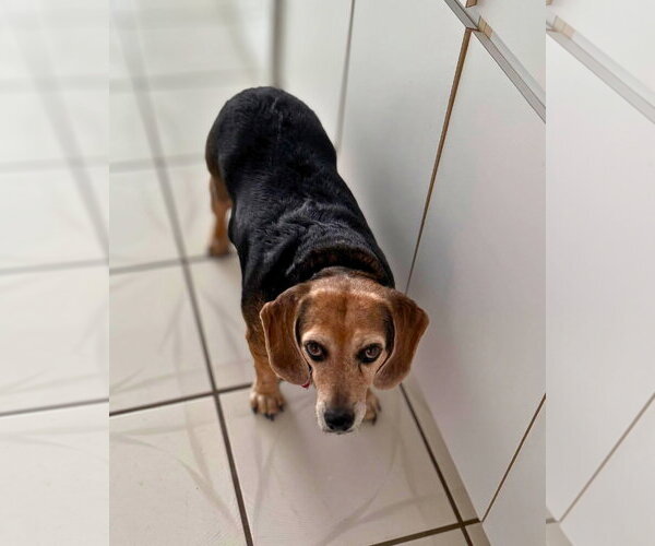 Medium Photo #6 Beagle Puppy For Sale in Dunnellon, FL, USA