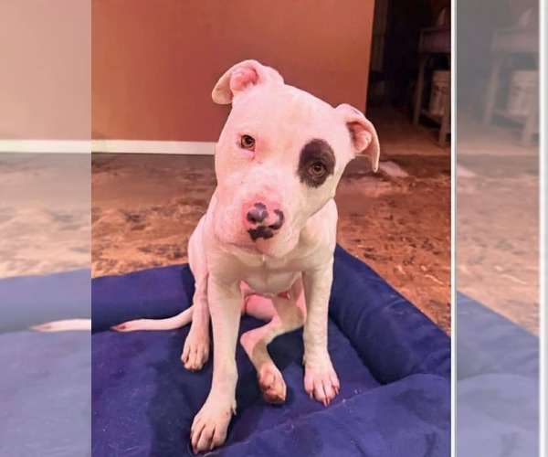 Medium Photo #6 Mutt Puppy For Sale in Rustburg, VA, USA