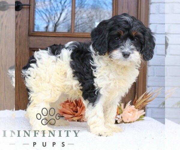 Medium Photo #4 Cavapoo (Miniature) Puppy For Sale in NARVON, PA, USA