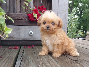 king charles spaniel toy poodle mix