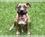 Small #3 American Bandogge mastiff