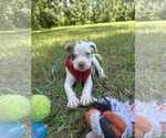 Small #1 Bulldog Mix