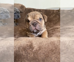 English Bulldog Puppy for sale in CLEVELAND, NC, USA