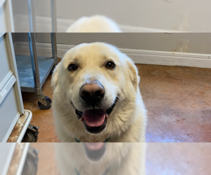 Great Pyrenees-Unknown Mix Dogs for adoption in Bolivar, MO, USA
