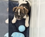 Small #6 French Bulldog