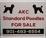 Small Photo #9 Poodle (Standard) Puppy For Sale in BYHALIA, MS, USA