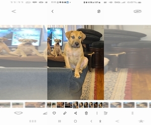 Masti-Bull-Ultimate Mastiff Mix Dog for Adoption in ATLANTA, Georgia USA