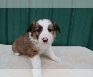 Border Collie Puppy for sale in JACKSON, MI, USA