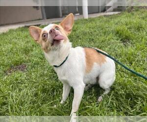 Chihuahua-Unknown Mix Dogs for adoption in Martinez, CA, USA