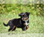 Small Photo #4 Miniature American Shepherd Puppy For Sale in PALM COAST, FL, USA
